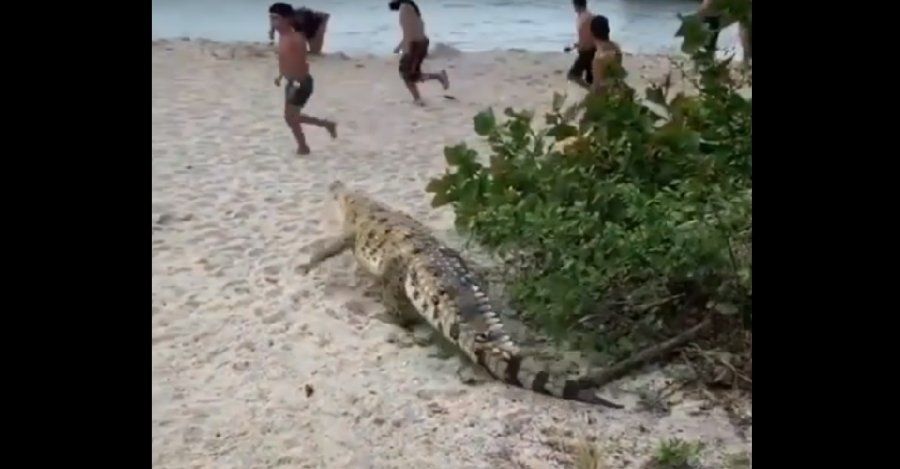 Caimán de más de dos metros aterroriza a turistas en una playa de Colombia  (VIDEO)