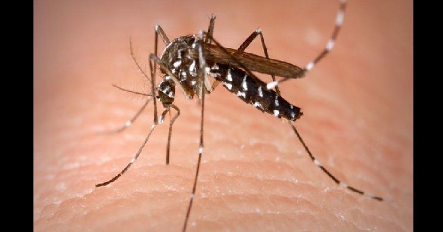 Secretaría de Salud de Puebla alerta de casos de dengue en ...