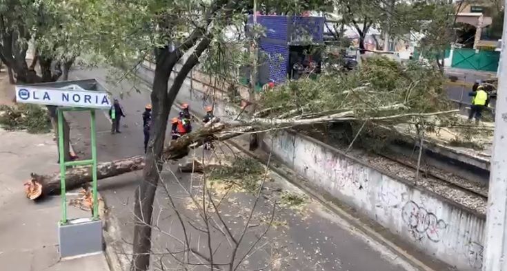 Fuertes Vientos Derriban árboles En La Cdmx Fotos 9521