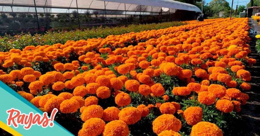 Revive el cempasúchil: Viveros de Atlixco producirán 500 mil flores esta  temporada