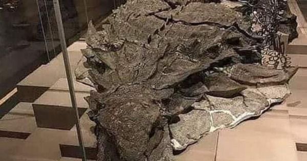 Conoce el fósil de dinosaurio mejor conservado, está casi intacto
