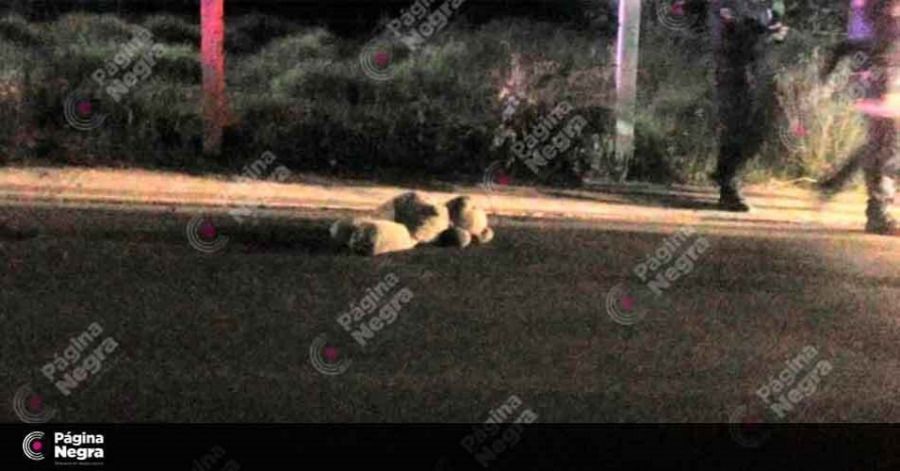Un oso de peluche causó la movilización de policías en la carretera a San Miguel Canoa.